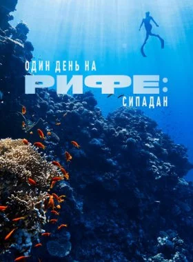  Один день на рифе: Сипадан  смотреть онлайн бесплатно в хорошем HD качестве на лордфильм